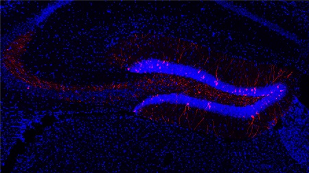 Sterk vergroot beeld van een deel van de hippocampus van een muis, waarin de neuronen die zijn ingezet voor een specifieke leertaak rood zijn gelabeld. Neuronen die daar geen rol in speelden zijn blauw gekleurd. | Illustratie Havekes Lab / RUG