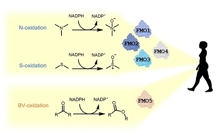 De activiteit van de verschillende typen FMO enzymen | Illustratie L. Mascotti / RUG