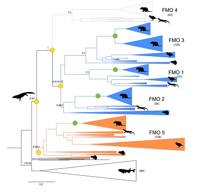 Evolutionaire stamboom van FMO genen | Illustratie L. Mascotti / RUG