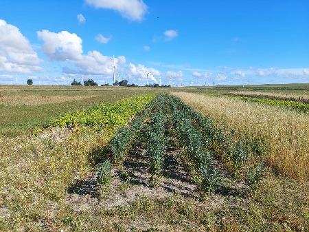 Field test in salinization reserach project by the University of Groningen (Plant Ecophysiology cluster) and GreenFinch Research. | Photo University of Groningen