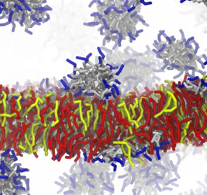 De simulatie van AMC-109 (blauw and wit) dat het bacterieel membraan (rood en geel) infiltreert. | Illustratie Josef Melcr