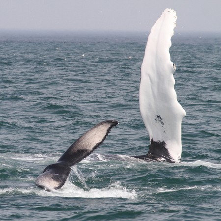 A humpback with its calf in the Gulf of Maine. It shows mother in the background lifting her very long pectoral fin (the official name of humpacks is Megaptera novaeangliae, meaning 'big wings) and the small calf's tail in the foreground.| Photo Center for Coastal Studies image collected under U.S. NMFS ESA/MMPA Permit 1632