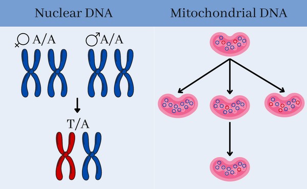Mutatiesnelheid van het kern-DNA is bepaald door het uitlezen van de genetische code van walvis-trio’s (moeder, vader, kalf). De mutatiesnelheid is berekend door het aantal mutaties te tellen die alleen aanwezig zijn bij het kalf, en die te delen door de totale lengte van het DNA. De mitochondriale mutatiesnelheid is bepaald door een analyse van heteroplasmie (de situatie waarbij er twee genetisch verschillende typen mitochondria in een cel zitten, wat veroorzaakt wordt door een mutatie). De frequentie hiervan is bepaald in honderden moeder-kalf paren. | Illustratie Marcos Suárez-Menéndez