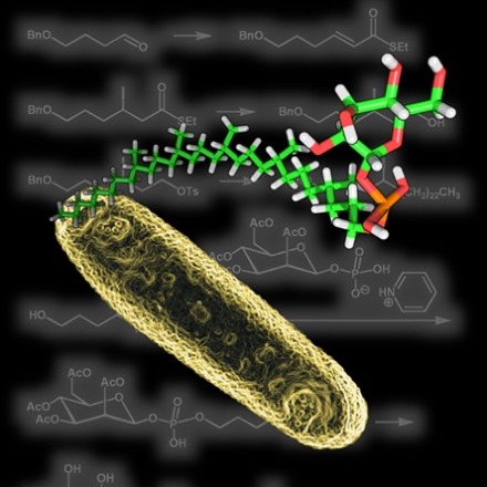 Onderzoekers onthullen hoe vetachtige moleculen van tuberculose-bacterie de afweer prikkelen