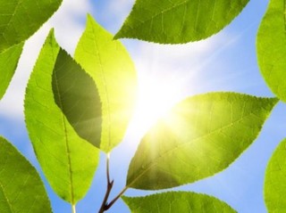 Leaves turn sunlight into solid fuel by photosynthesis.