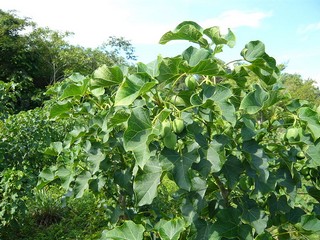 jatropha plant (foto Wikimedia)