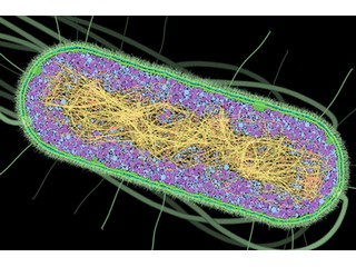 A realistic drawing of a bacterial cell, packed with molecules.
