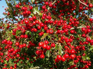 Hawthorn berries may help againts heart conditions