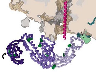 TF1 onder een ribosoom, waar een nieuw eiwit (donkerroze) uitkomt)