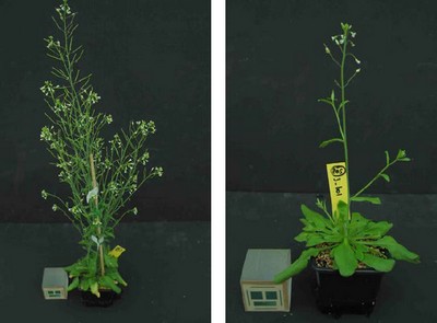 Twee genetisch identieke Arabidopsis planten met epigenetische verschillen
