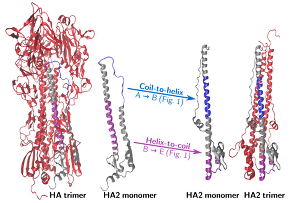 Schematic of the key conformational changes in the hemagglutinin (HA) protein that drives fusion of the membrane of a virus and of a cell. Once fusion has taken place, the virus releases its RNA into the cell for replication.
