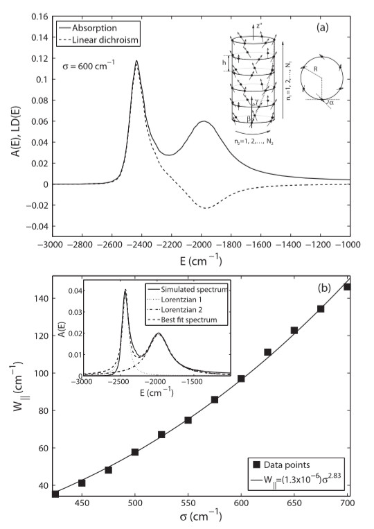 (a) Absorption and linear dichroism spectra of turbular J-aggregates. (b) The scaling anormalous behaviour of the width of the lowest absorption band as a function of disorder. [1]