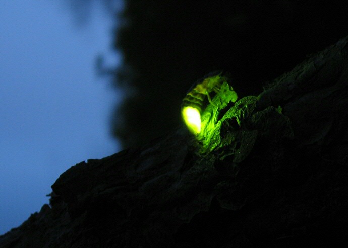 Glowworm - Photo: Dag Ågren