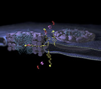 Shown here are two nuclear pore complexes in the membrane around the nucleus and the route that a membrane protein takes to reach the inside of the nucleus. It can be seen how how transport proteins recognize the address code at the end of the long linker.