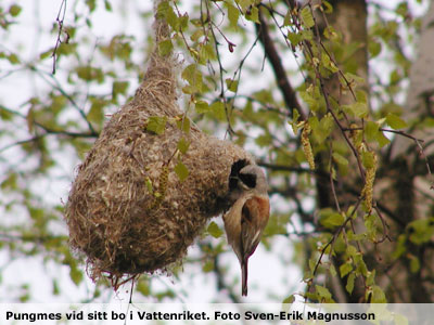 Penduline tit