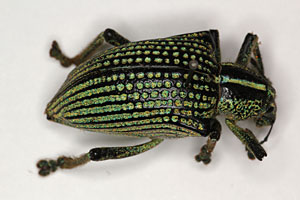 Diamond Weevil