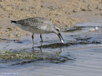 Red knot eating. Photo: Jan van de Kam