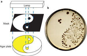 Bacteriegroei in een petrischaal waarin het medium is geprepareerd met het antibioticum in inactieve vorm. Nadat op het deksel een masker met een Ying-Yang symbool is geplaatst, wordt het medium met UV-licht beschenen waardoor een gedeelte van het antibioticum actief wordt. © Nature Chemistry