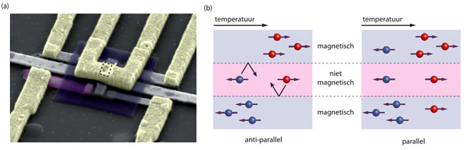 (a) Op deze afbeelding, gemaakt met een rasterelektronenmicroscoop, bevindt de nanopilaar zich op de plek van de gestippelde rechthoek. Een platina verwarmingselement (de achterste van de drie grijskleurige strips) veroorzaakt een temperatuurverschil. Een nano-thermometer, bestaande uit een nikkel-koper legering (paars) en platina (voorste grijze strip), detecteert het verschil in warmtegeleiding. De middelste grijze strip is een platina contact. De resterende gekleurde delen zijn gouden contacten. (b) Schematische voorstelling van de spintemperaturen in de nanopilaar. Links is de situatie geschetst wanneer de magnetisaties in de twee magnetische lagen anti-parallel zijn. De temperatuur van de spins aan de verwarmde kant (boven) is hoger dan die van de tweede magnetische laag aan de koele kant (beneden) – een temperatuurverschil bouwt op tussen de twee verschillende spinrichtingen. Aangezien spins moeilijk een magnetisch materiaal kunnen ingaan waar de magnetisatie tegenovergesteld staat aan de spinrichting, is de warmtegeleiding in de anti-parallele situatie moeilijker. In de parallele situatie (rechts) kunnen warme elektronen juist makkelijk van boven naar beneden bewegen, terwijl koude elektronen van beneden naar boven gaan. Dit zorgt voor een hoge warmtegeleiding.