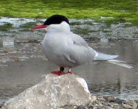 Artic tern