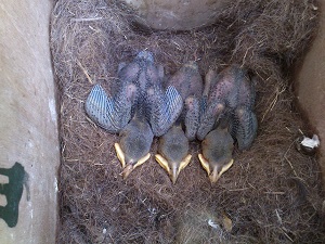 jonge kauwen in nestkast