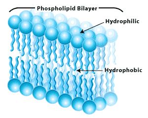Bilayer cell membrane