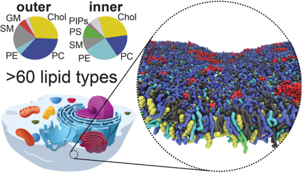 Schematic representation of a cell with an enlarged section of the cell membrane consisting of a double layer of lipids.