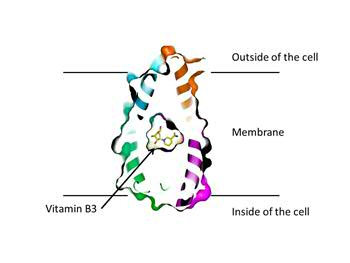 Vitamin B3 in membrane