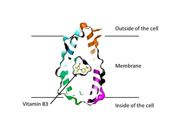 vitamine b3