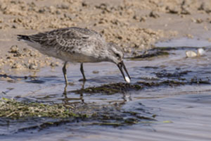 Knot. Photo: Jan van de Kam