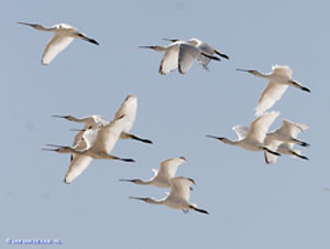 Spoonbills. Photo: Jan van de Kam