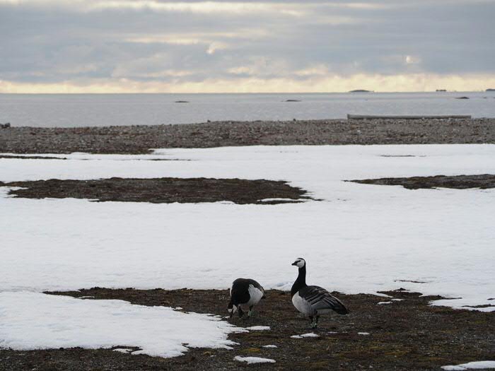 Barnacle geese on Spitsbergen. Photo: Jouke prop