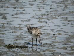 bar-tailed godwit