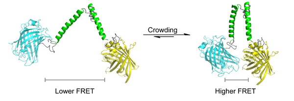 Illustration: The sensor is an artificial protein that contains a spring and two fluorescent domains. Crowding (excluded volume effect) forces these two domains closer together, increasing fluorescence through Förster resonance energy transfer (FRET). Ill. GBB/ZIAM