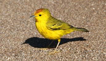 Galápagos warbler, Dendroica petechia aureola, Santiago island, Galápagos - Photo Luis Valente