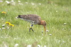 godwit