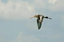 godwit