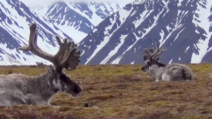 Grootste Nederlandse poolexpeditie ooit gaat naar Spitsbergen