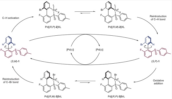 Palladium-mediated 360° unidirectional rotation of biaryl 1