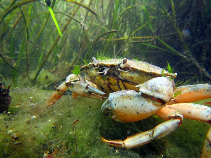 Krab (C. maecenas) in zeegrasveld Foto Laura Govers