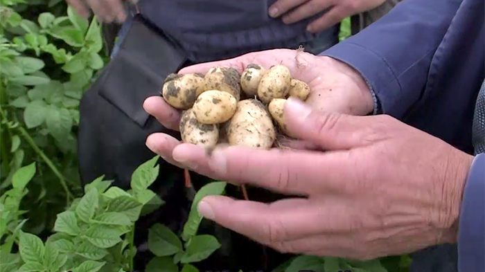 The potato - from tuber to seed
