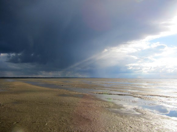 Landschapintertidal mudflats of the Dutch Wadden Sea: the solar panels of this coastal ecosystem (photo: Marjolijn Christianen)