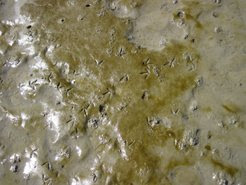 Detail of diatom film (brown/orange colour) on intertidal mudflats (photo: Marjolijn Christianen)