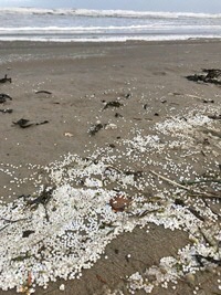 Waddenplastic