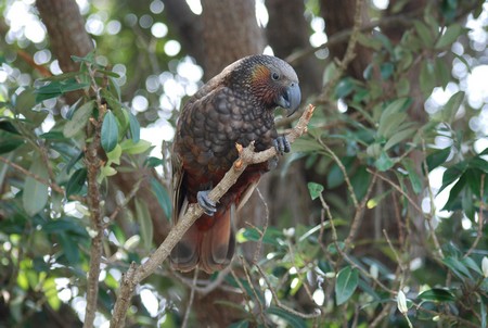 New Zeeland Kaka | Photo Juan Carlos Garcia