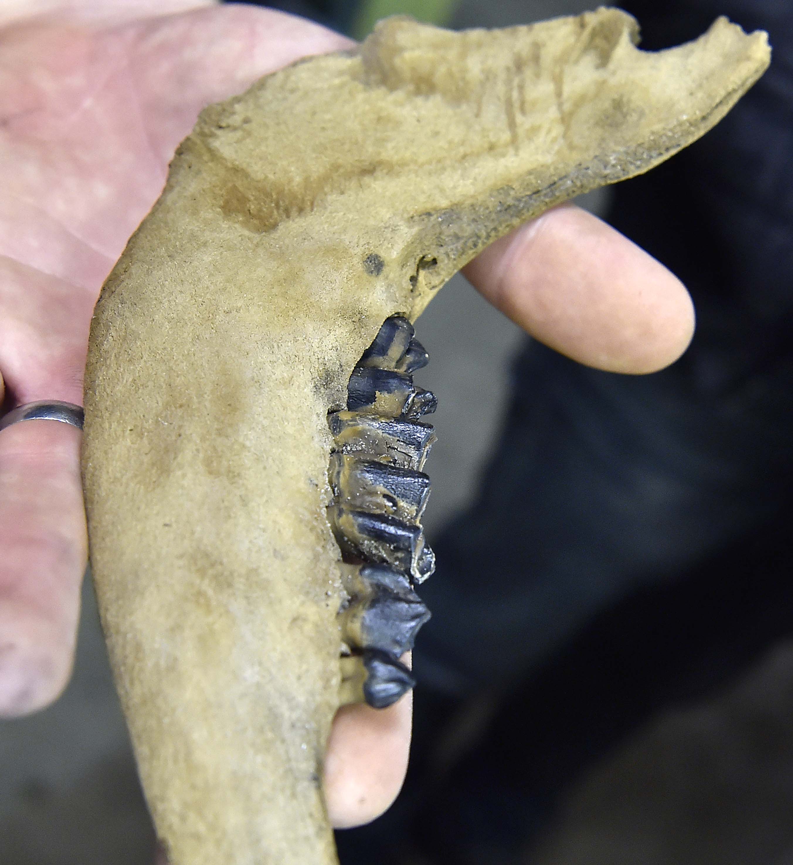 De kaak van een rund. Bij grotere schepen ging soms levend vee mee aan boord, om vers vlees te kunnen bereiden.The jawbone of a cow was also found. Live cattle were sometimes taken on board the larger ships, as a source of fresh meat.