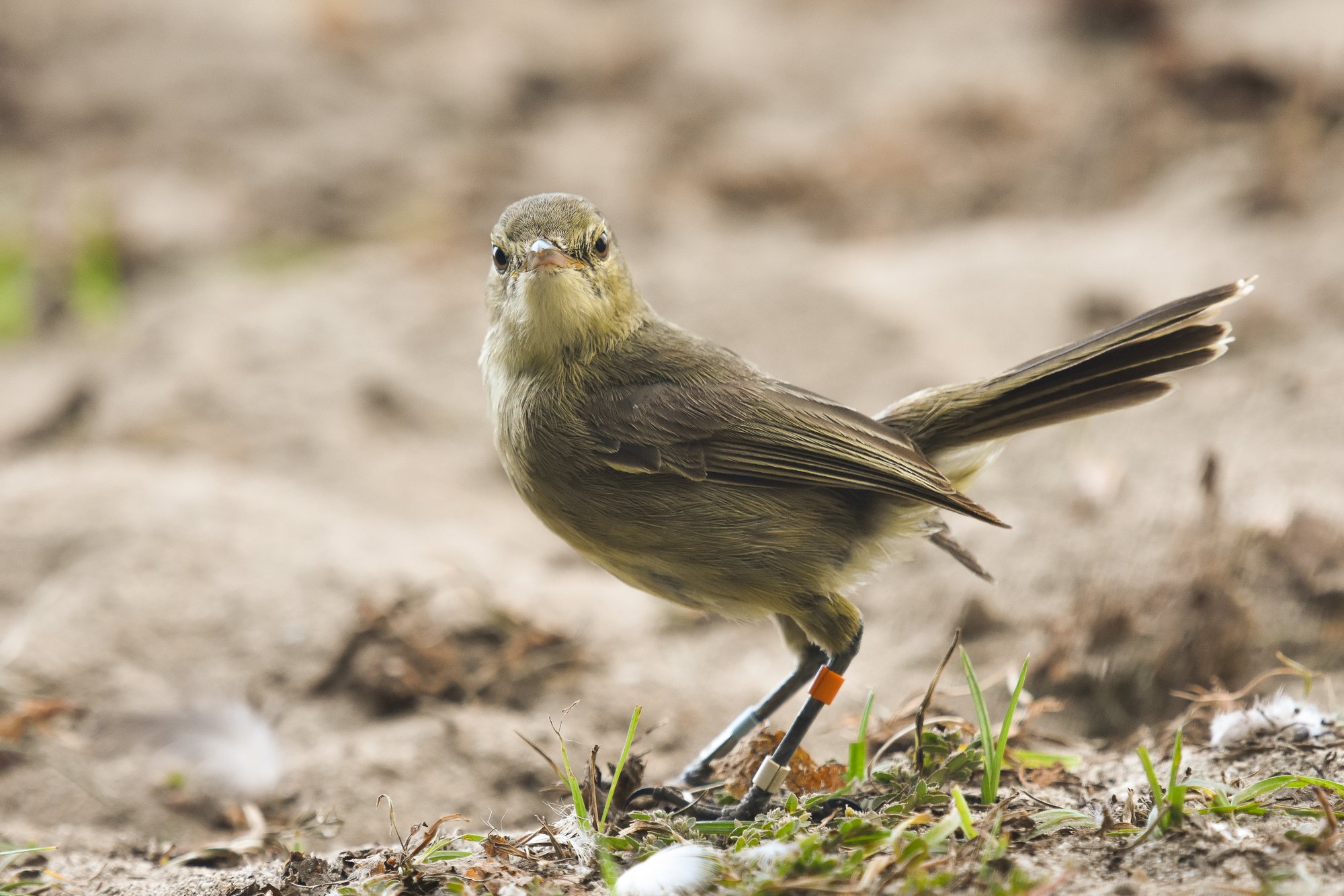 Seychellen rietzangerSeychelles warbler