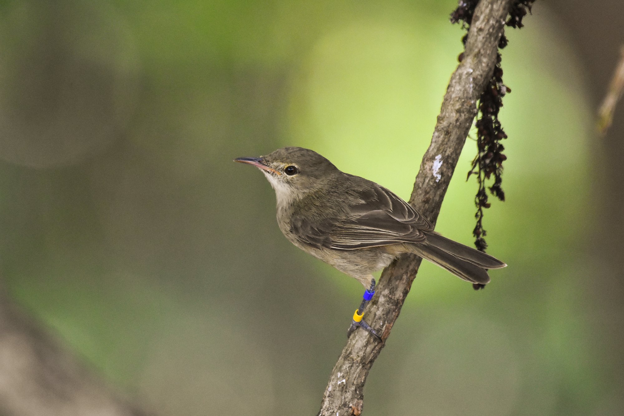 Seychellen rietzangerSeychelles warbler