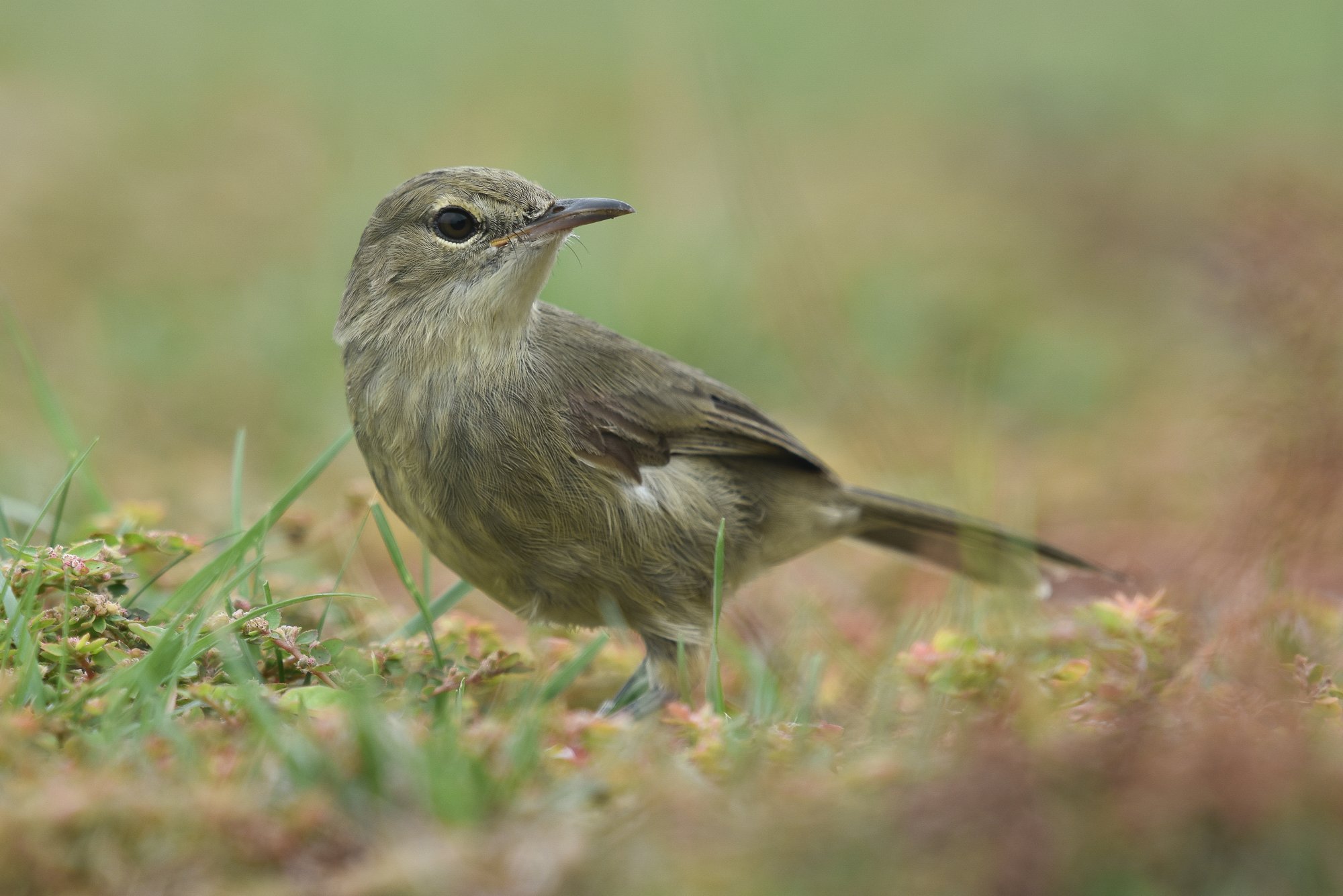 Seychellen rietzangerSeychelles warbler