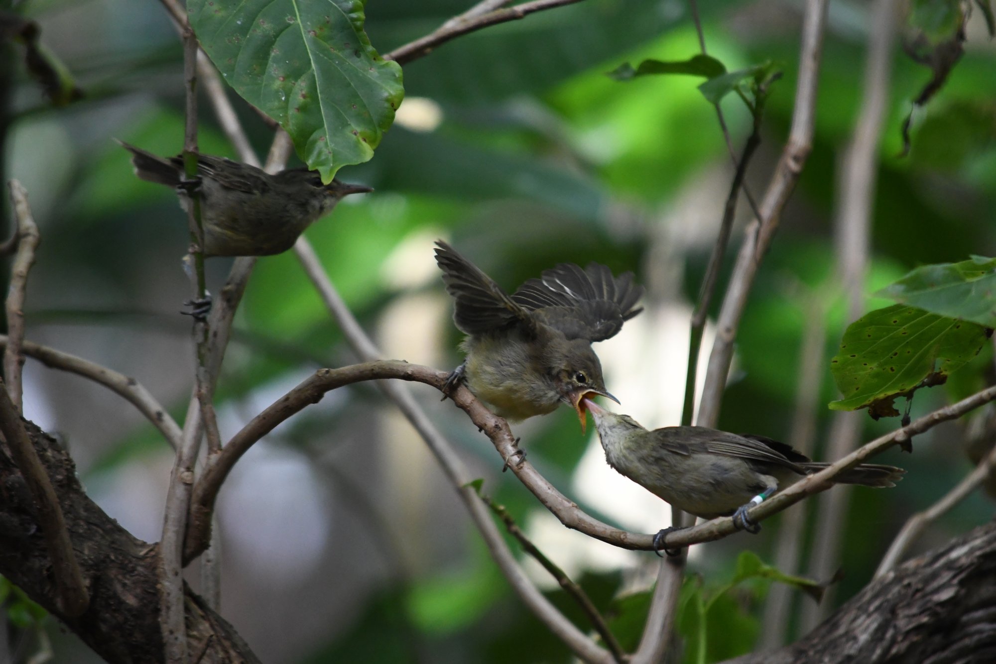 Seychellen rietzangersSeychelles warblers